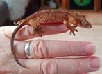 Wimpergekko superdalmatian jong, Dieren en Toebehoren, Reptielen en Amfibieën, Hagedis