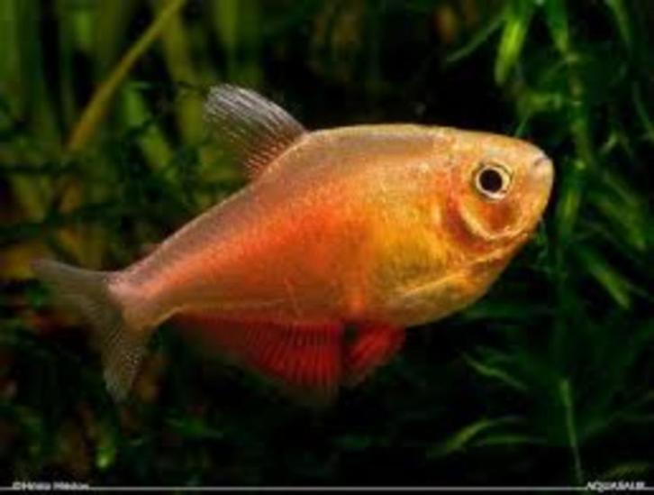 Rode rio - Hyphessobrycon flammeus - Koidream Valburg, Dieren en Toebehoren, Vissen | Aquariumvissen, Zoetwatervis, Vis