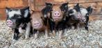 Kune kune stamboek biggen, Dieren en Toebehoren, Schapen, Geiten en Varkens, Meerdere dieren, Varken, 0 tot 2 jaar