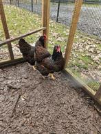 2 Mooie jonge Barnevelder hennen, Vrouwelijk, Kip