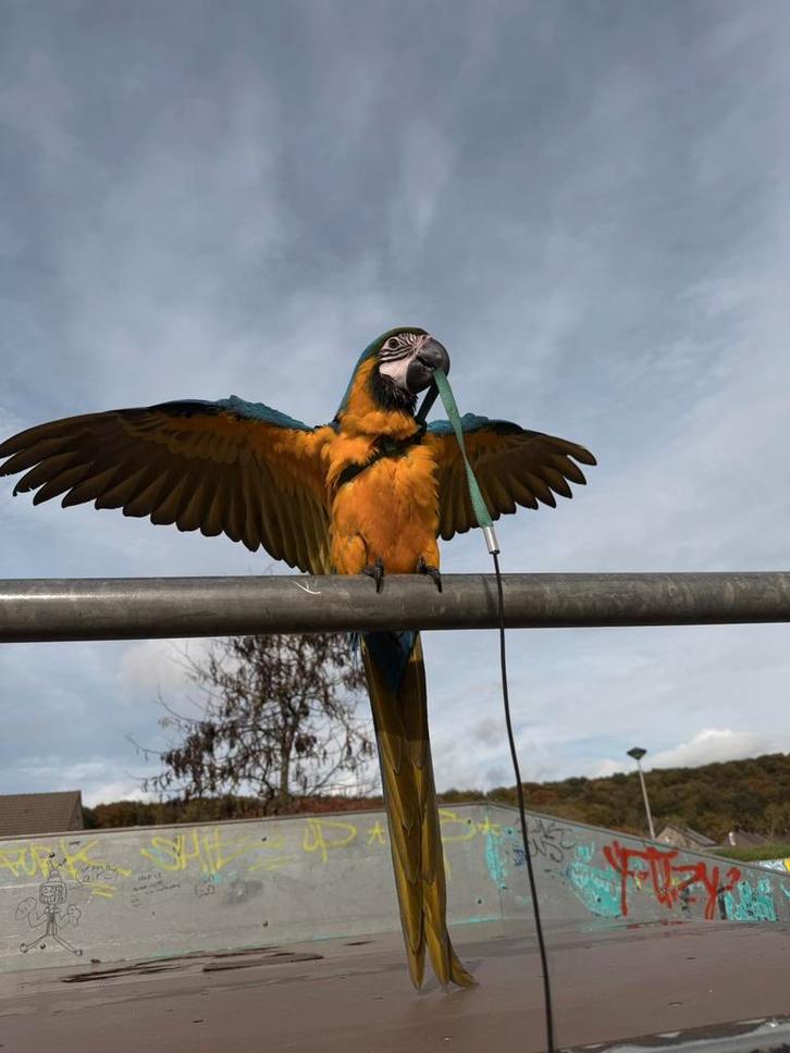 Super lieve blauw geel ara 23 weken oud, Dieren en Toebehoren, Vogels | Parkieten en Papegaaien, Papegaai, Mannelijk, Tam, Geringd
