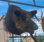 Grote opgezette zwijn taxidermie opgezette dieren, Verzamelen, Dierenverzamelingen, Ophalen of Verzenden, Zo goed als nieuw, Vogel