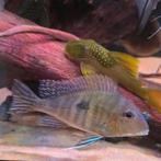 Geophagus, Dieren en Toebehoren, Vissen | Aquariumvissen, Vis, Zoetwatervis