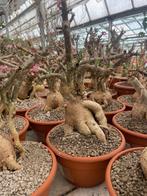 Caudex plant Pachypodium Succulentum( Zuid Afrika) 20 cm pot, Huis en Inrichting, Kamerplanten, Overige soorten, Ophalen of Verzenden
