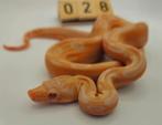 boa imperator Sunglow Leopard 66% anery vrouw, Slang, 0 tot 2 jaar