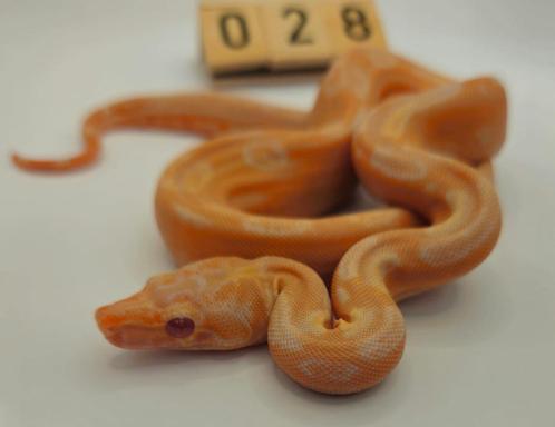 boa imperator Sunglow Leopard 66% anery vrouw, Dieren en Toebehoren, Reptielen en Amfibieën, Slang, 0 tot 2 jaar