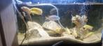 Cichliden, Dieren en Toebehoren, Vissen | Aquariumvissen, Vis