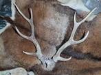 Decoratieve Sikahert Geweien – hert - gewei - schedel -, Ophalen of Verzenden, Zo goed als nieuw, Hert, Gewei of Kop