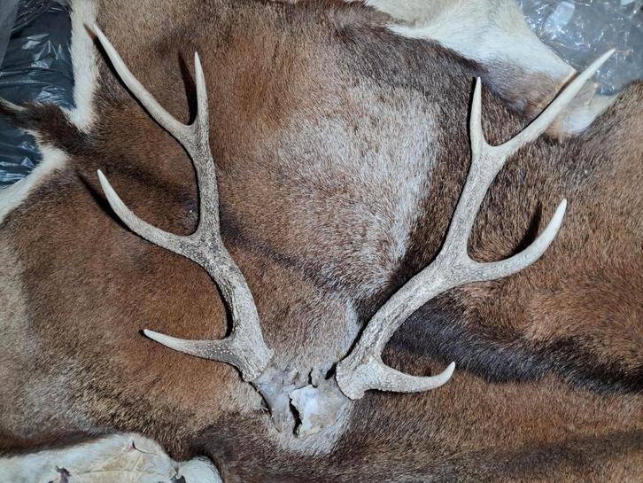 Decoratieve Sikahert Geweien – hert - gewei - schedel -, Verzamelen, Dierenverzamelingen, Zo goed als nieuw, Gewei of Kop, Hert