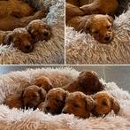 Labradoodle puppy’s 5 weken oud, Dieren en Toebehoren, Honden | Retrievers, Spaniëls en Waterhonden, Particulier, Rabiës (hondsdolheid)