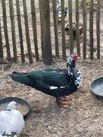 Muskuseenden, woerden, Mannelijk, Eend