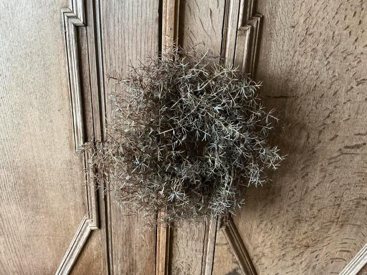 Nieuw Countruyfield Asparagus krans van kunsttakken 40 cm, Huis en Inrichting, Woonaccessoires | Kransen, Nieuw, Ophalen of Verzenden