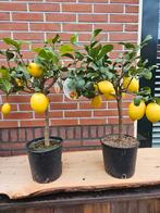 Citroen | Kumquat | Calamondin, Ophalen of Verzenden, Volle zon, Overige soorten