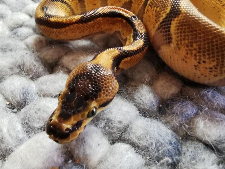 1.0 Super Enchi Koningspython, Dieren en Toebehoren, Reptielen en Amfibieën, Slang, 0 tot 2 jaar, Tam