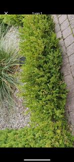 Gratis ongeveer 30meter mooie buxus, Tuin en Terras, Planten | Struiken en Hagen, Ophalen, Buxus, Minder dan 100 cm