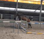 Chique talentvolle spring jaarling ruin DOURKHAN HERO Z, Dieren en Toebehoren, Paarden, Springpaard, 0 tot 2 jaar, Hengst, 170 tot 175 cm