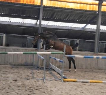 Chique talentvolle spring jaarling ruin DOURKHAN HERO Z beschikbaar voor biedingen