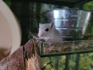 Gerbil pups beschikbaar voor biedingen