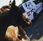 #HorseCare Professionele Paardenverzorging, Gedragstraining