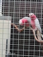 2 koppels rosé kaketoes 2024, Meerdere dieren, Papegaai, Geringd