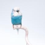 Opgezette vogel Engelse parkiet taxidermie, Ophalen of Verzenden, Zo goed als nieuw, Vogel, Opgezet dier