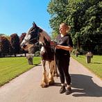 Stalling gezocht, Dieren en Toebehoren, Paarden en Pony's | Verzorgingsproducten, Ophalen of Verzenden