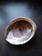 Abalone Schelp - Prachtige Kleuren!, Ophalen of Verzenden, Gebruikt