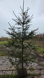 Picea abies, Tuin en Terras, Volle zon, Bloeit niet, Minder dan 100 cm, Overige soorten