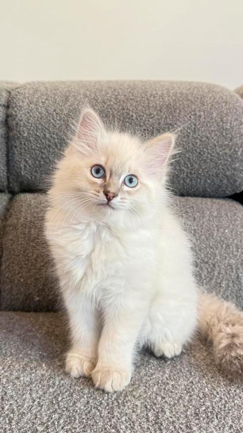Prachtige Lynx Ragdoll kitten poesje zoekt liefdevol thuis!, Dieren en Toebehoren, Katten en Kittens | Raskatten | Langhaar, Poes