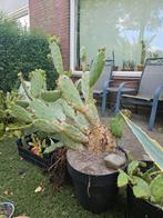 Cactus Opuntia, Ophalen, Zomer, Overige soorten