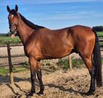 lieve 4 jr.recreatien ruin niet zadelmak, Dieren en Toebehoren, Paarden, 175 cm of meer, Gechipt, Ruin, 3 tot 6 jaar