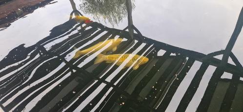 Gezocht 20m³ plus koivijver, Tuin en Terras, Vijvers, Zo goed als nieuw, Ophalen
