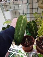 Anthurium Warocqueanum Stek, Ophalen of Verzenden, Overige soorten, Minder dan 100 cm
