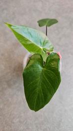 Alocasia Macrorrhiza Black Stem, Ophalen of Verzenden, Halfschaduw, Minder dan 100 cm