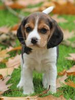 Knappe Beagliers pups., Nederland, Overige rassen, 8 tot 15 weken, CDV (hondenziekte)