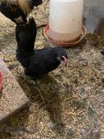 Serama hen en haan, Dieren en Toebehoren, Pluimvee, Meerdere dieren, Kip