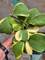 Hoya Kerrii Variegata p12 (4), Ophalen of Verzenden, Halfschaduw, Minder dan 100 cm