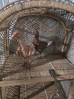 Duiven te koop, Meerdere dieren, Parkiet