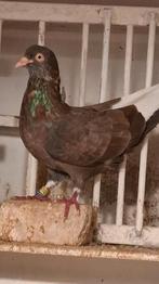 Nederlandse hoogvliegers, Dieren en Toebehoren, Meerdere dieren