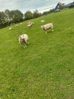 Te koop: 11 mooie gezonde fokooien van afgelopen jaar, Dieren en Toebehoren, Schapen, Geiten en Varkens, Vrouwelijk, Schaap, 0 tot 2 jaar