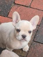 Prachtige unieke franse bulldog pups platinum,isabella,blue, Dieren en Toebehoren, Honden | Bulldogs, Pinschers en Molossers, CDV (hondenziekte)