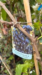Italiaanse tafeldruiven import geënt hoog 150/175  pst 24,95, Tuin en Terras, Planten | Tuinplanten, Ophalen, Volle zon, Vaste plant