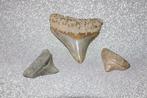 Megalodons baby(3x), Ophalen of Verzenden, Fossiel