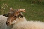 Heideschaap (Ram), Dieren en Toebehoren, Schapen, Geiten en Varkens, Mannelijk, Schaap