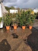 Toscaanse jasmijn in rek 100/120 goedkoper kan niet 8 stuks, Tuin en Terras, Planten | Tuinplanten, Zomer, Vaste plant, Klimplanten