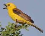 BRUINRUG GOUDMUS 2021, Meerdere dieren, Tropenvogel, Geringd
