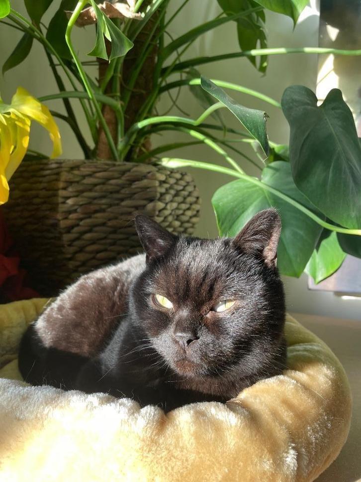 Britse korthaar, Dieren en Toebehoren, Katten en Kittens | Raskatten | Korthaar, Kater, 6 jaar of ouder, Gechipt, Ontwormd, Ingeënt