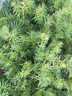 taxus, Tuin en Terras, Planten | Struiken en Hagen, Ophalen, Taxus, Haag, 100 tot 250 cm