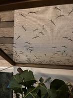 Wandelendetakken, Dieren en Toebehoren, Insecten en Spinnen, Wandelende tak