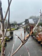 Cornus Kousa, Ophalen, Overige soorten, Volle zon